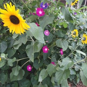 Meet your Posher, Lillian